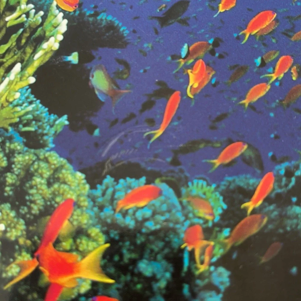 Diving Coffee Table Book World’s Best Sites - Picture 8 of 11